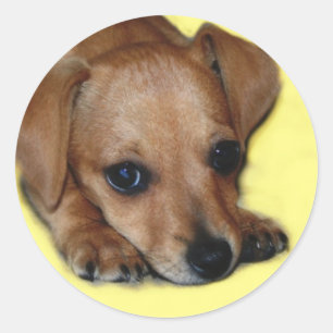 Autocollant de Chiweenie