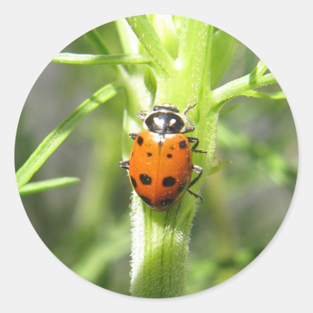 Autocollant de coccinelle (Devant)
