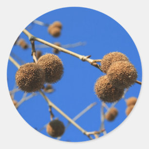 Autocollant de cosses de graine d'arbre