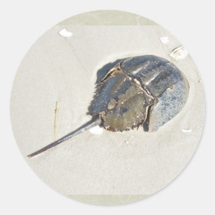 Autocollant de crabe en fer à cheval