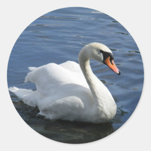 Autocollant de cygne muet
