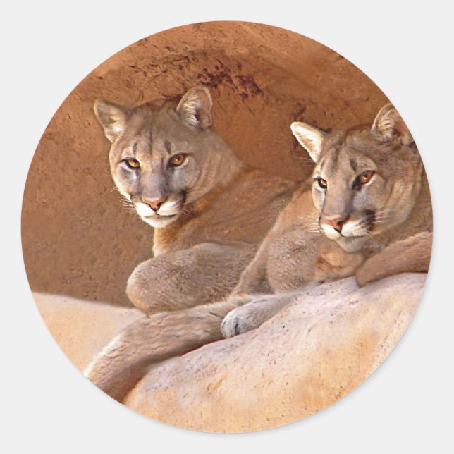 Autocollant de deux lions de montagne (Devant)