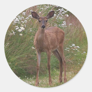 Autocollant de faon de cerfs communs