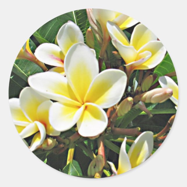 Autocollant de fleur de Plumeria (Devant)