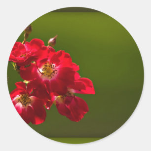 Autocollant de fleur rouge