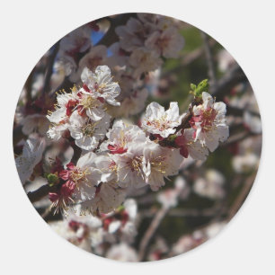 autocollant de fleurs de cerisiers