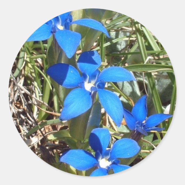 Autocollant de fleurs de gentiane bleue (Devant)