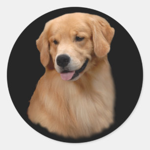 Autocollant de Frisco de golden retriever grand
