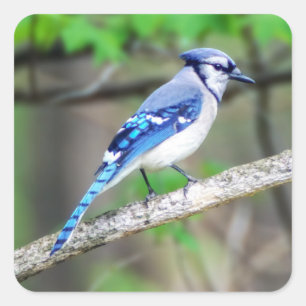 Autocollant de geai bleu