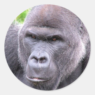 Autocollant de gorille