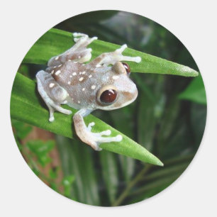 Autocollant de grenouille