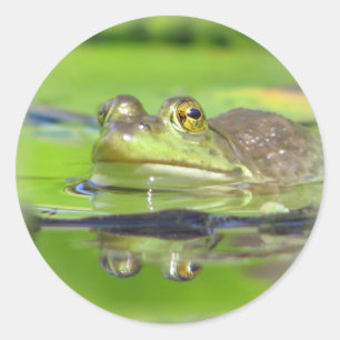 Autocollant de grenouille verte