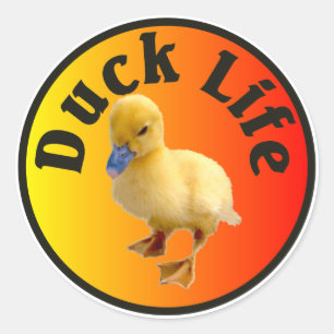 Autocollant de la vie de canard