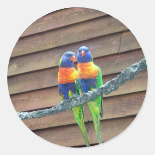 Autocollant de Lorikeets d'arc-en-ciel