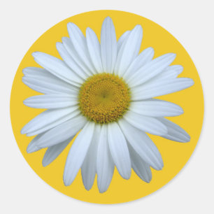 autocollant de marguerite