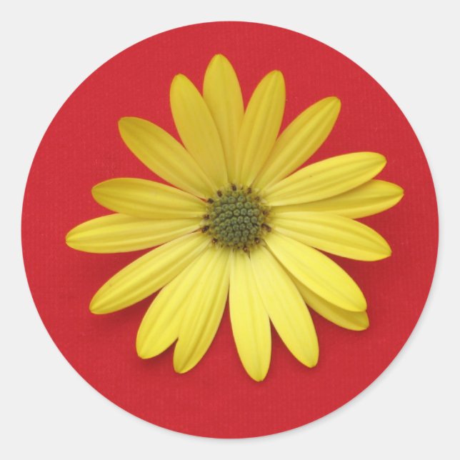 Autocollant de marguerite africaine (Devant)