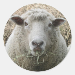 Autocollant de moutons d'animal familier