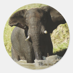 Autocollant de natation d'éléphant (éléphant