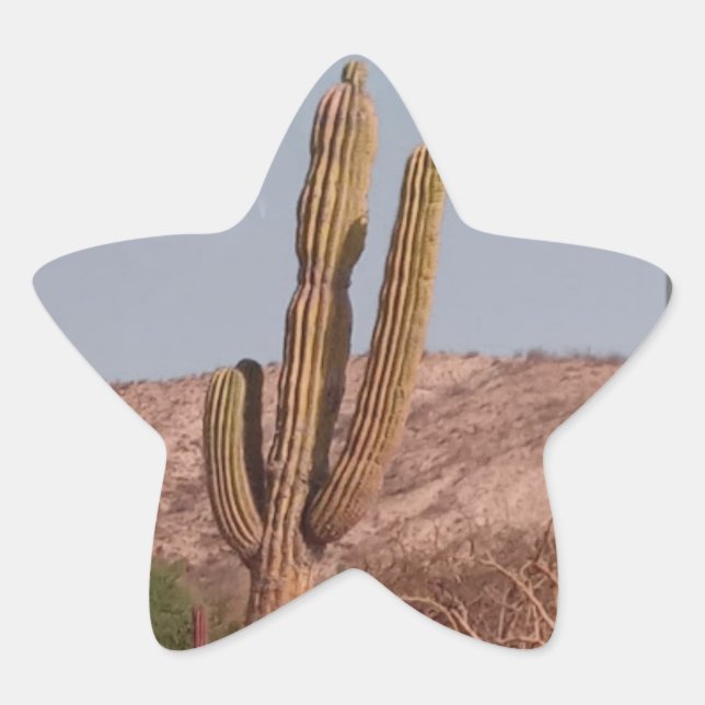 Autocollant de photographie de cactus (Devant)