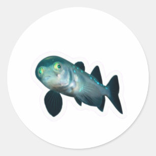 Autocollant de poisson Barreleye de haute mer, têt