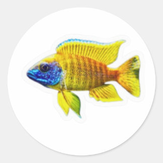 Autocollant de poisson Cichlidé Paon Jaune Vibrant