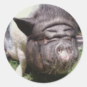 Autocollant de porc de ventre de pot