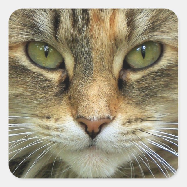 Autocollant de portrait de chat tigré aux yeux ver (Devant)
