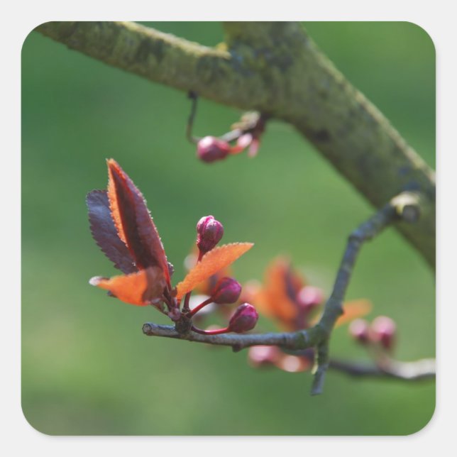 Autocollant de printemps (Devant)