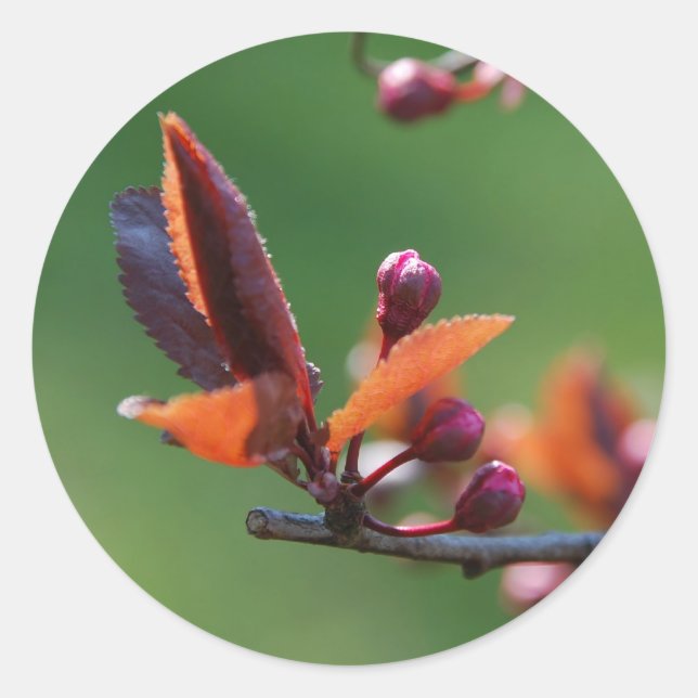 Autocollant de printemps (Devant)