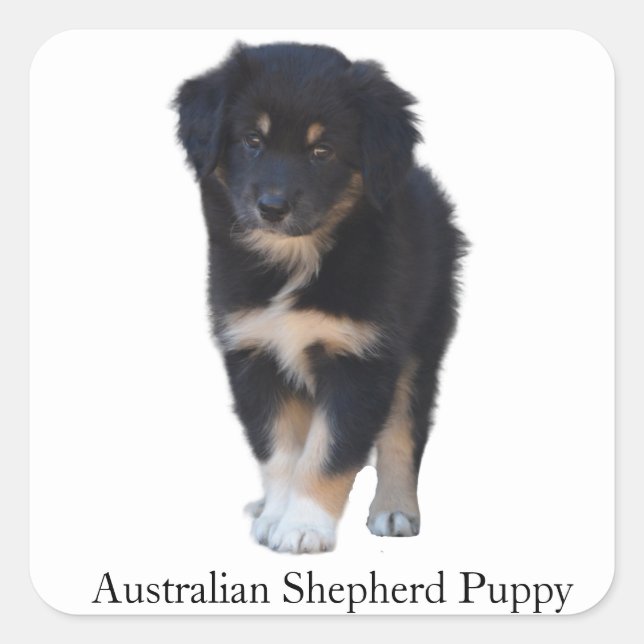 Autocollant de race de chiot australien Shepherd ( (Devant)