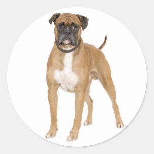 Autocollant de salutation Chien Boxer Puppy Love