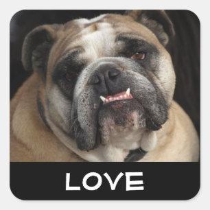 Autocollant de salutation pour chiot bouledogue an