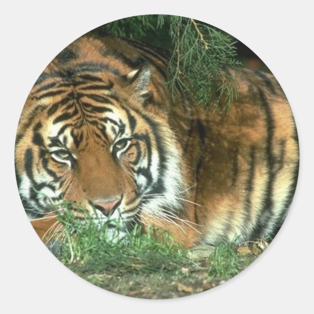 Autocollant de tigre de Bengale (Devant)