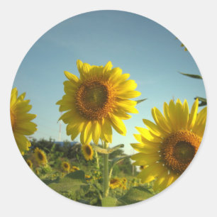 Autocollant de tournesol de jardin biologique