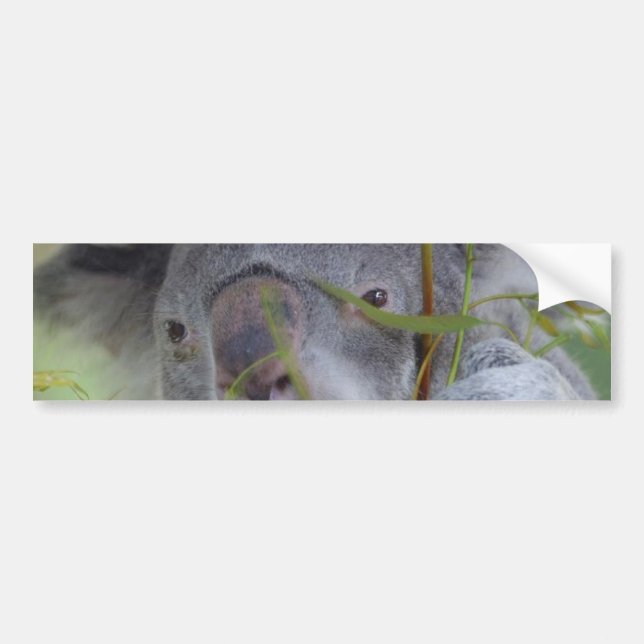 Autocollant De Voiture Adhésif pour pare-chocs australien de koala (Devant)