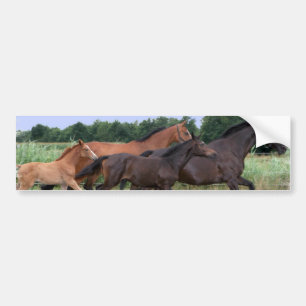 Autocollant De Voiture Adhésif pour pare-chocs de chevaux sauvages
