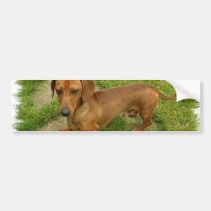 Autocollant De Voiture Adhésif pour pare-chocs de Daschund