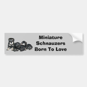 Autocollant De Voiture Adhésif pour pare-chocs de Schnauzer miniature