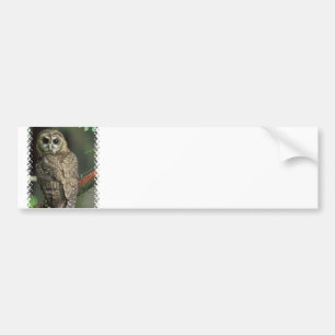 Autocollant De Voiture Adhésif pour pare-chocs repéré de hibou