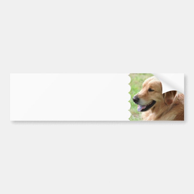 Autocollant De Voiture Adhésifs pour pare-chocs de chiot de golden (Devant)