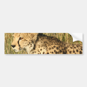 Autocollant De Voiture Adhésifs pour pare-chocs de vagabondage de guépard