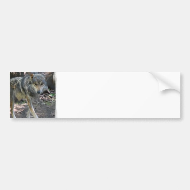 Autocollant De Voiture Adhésifs pour pare-chocs de vagabondage de loup (Devant)