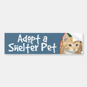 Autocollant De Voiture Adoptez un chaton tigré orange d'animal familier