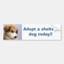 Adoptez un chien d'abri