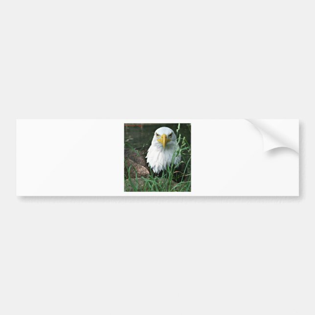 Autocollant De Voiture aigle chauve (Devant)