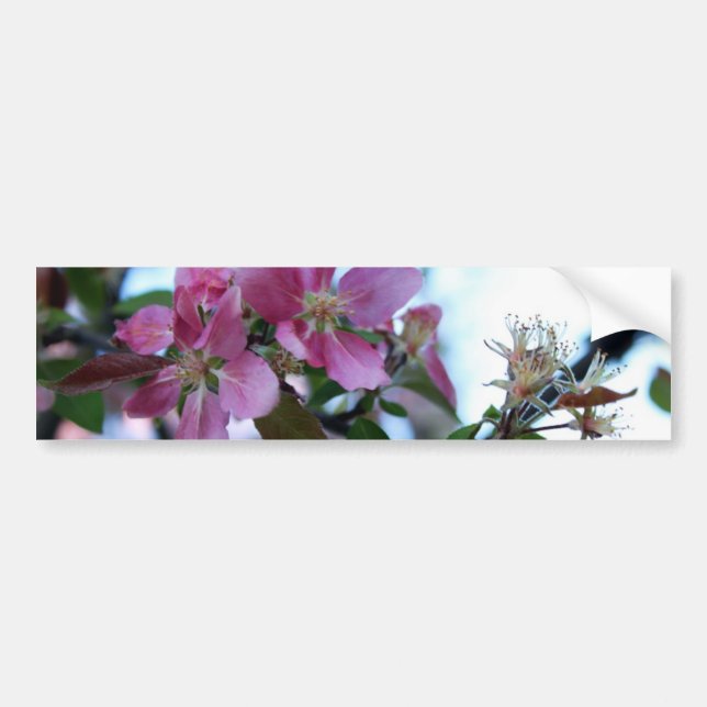 Autocollant De Voiture Apple fleurissent adhésif pour pare-chocs (Devant)