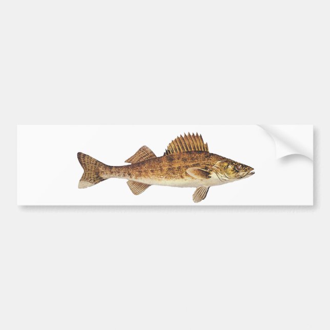 Autocollant De Voiture Art de brochets vairons (Devant)