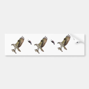 Autocollant De Voiture Balbuzard chassé par un merle à ailes rouges