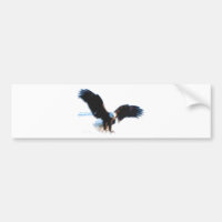 Bald American Eagle Landing