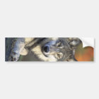 Beau loup